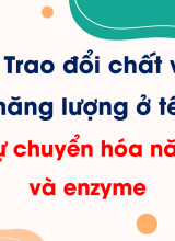 Bài 10. Sự chuyển hóa năng lượng và enzyme